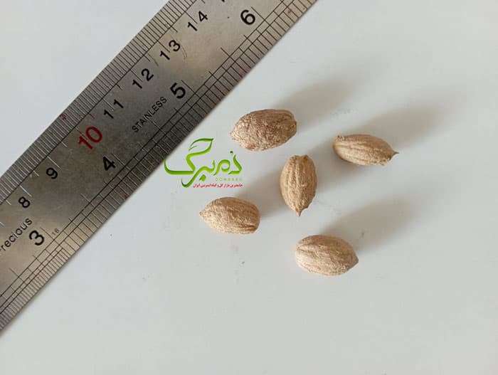 بذر درخت زیتون سبز (خوراکی) — تصویر ۳