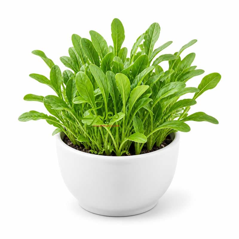 بذر عمده شاهی