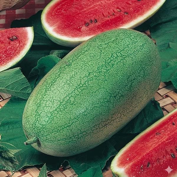 بذر هندوانه چارلستون گری — تصویر ۶