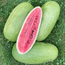 بذر هندوانه چارلستون گری — تصویر ۳