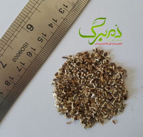 بذر گل کلاه مکزیکی — تصویر ۳