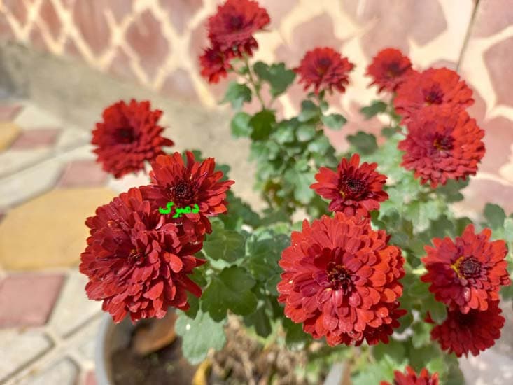بذر گل داوودی میکس — تصویر ۵