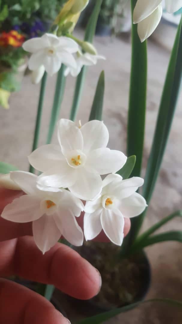 پیاز گل نرگس کاغذی Paperwhite — تصویر ۳