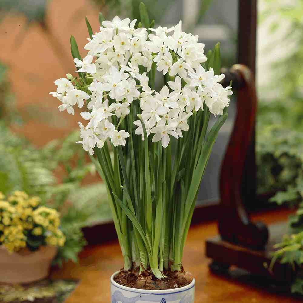 پیاز گل نرگس کاغذی Paperwhite
