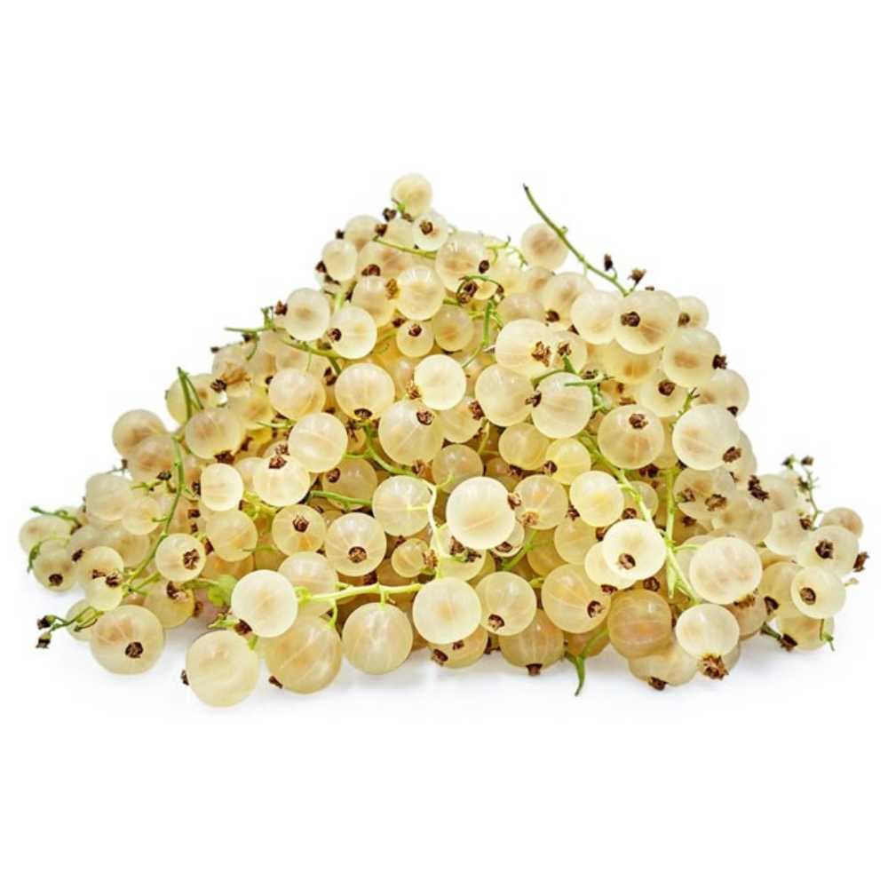 بذر کارنت سفید