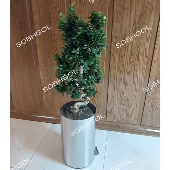 بونسای طرح S مدل BS31