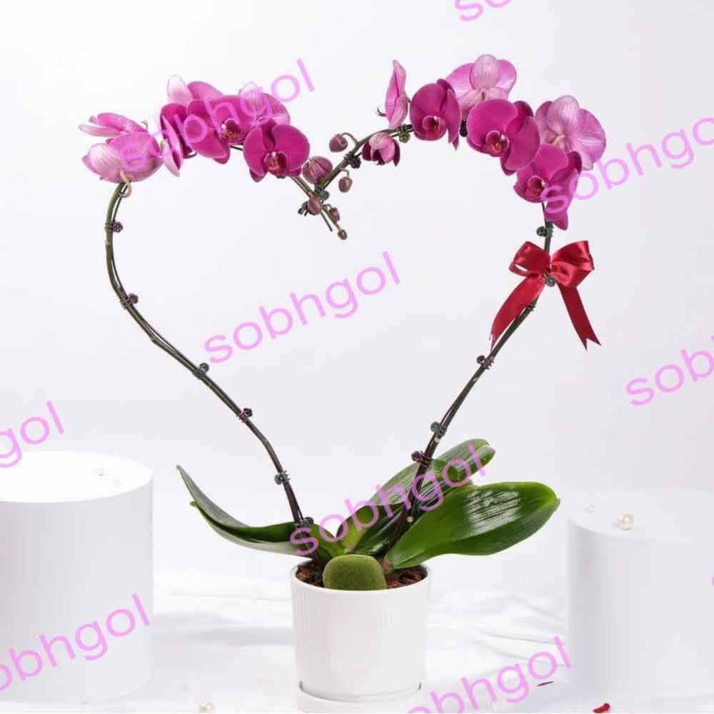 گل ارکیده عشاق ORK22