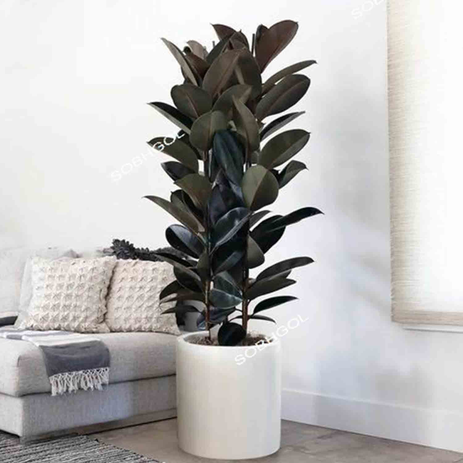فیکوس سوپر بلک 3 شاخه F44