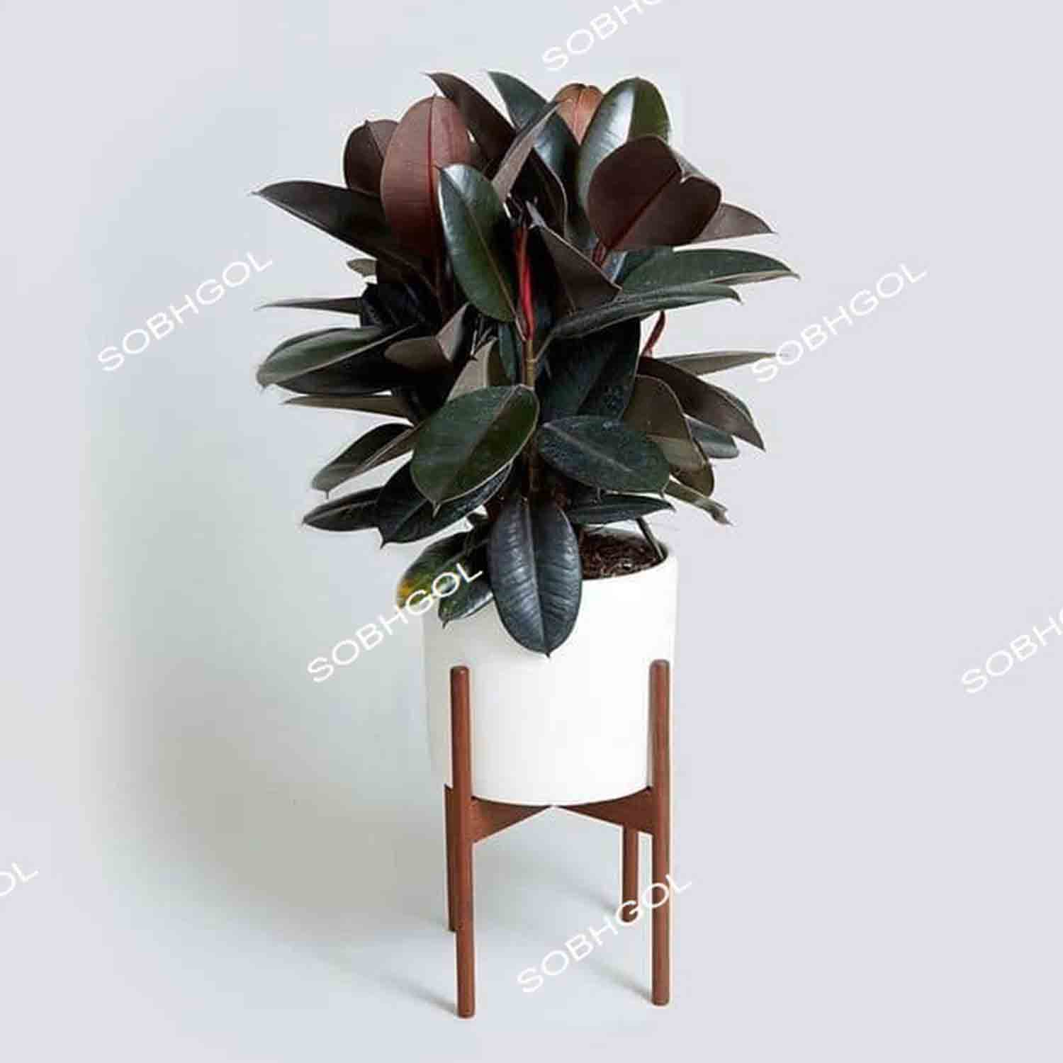 فیکوس سوپر بلک 4 شاخه F43