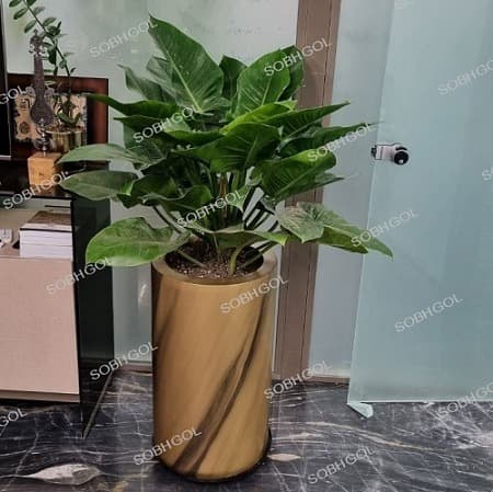 فیلودندرون PHI01