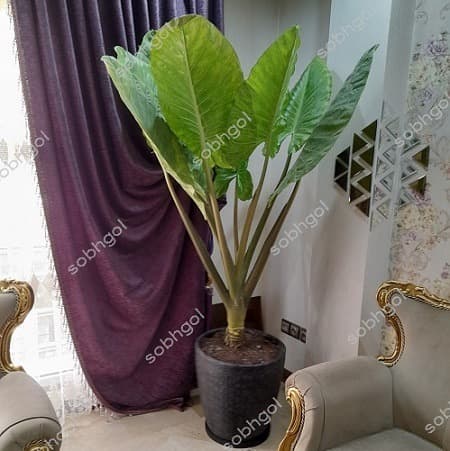 بابا آدم E023 — تصویر ۲