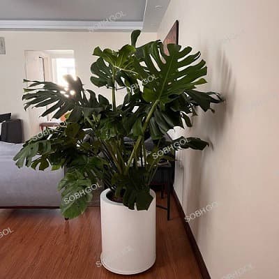 برگ انجیری مونسترا SB05