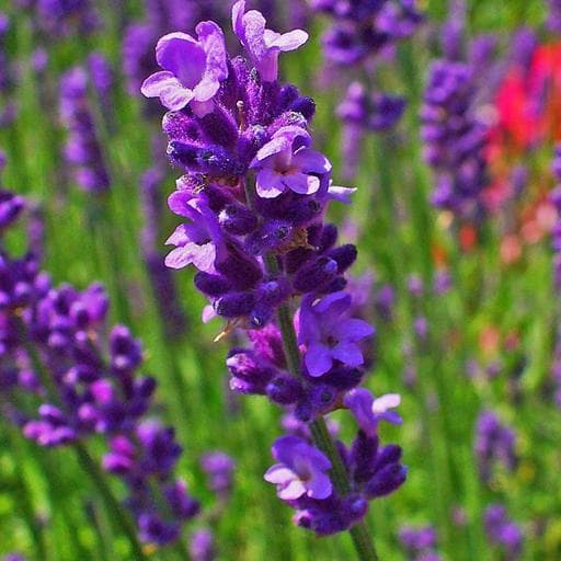 گیاه دارویی اسطوخودوس (lavender) — تصویر ۲