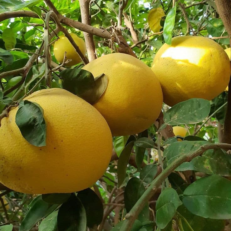 نهال گلدانی پوملو (گریپ فروت چینی) — تصویر ۵