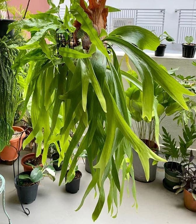 گیاه اپارتمانی سرخس شاخ گوزنی — تصویر ۴
