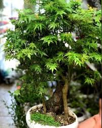 بنسای افرا ژاپنی سبز
