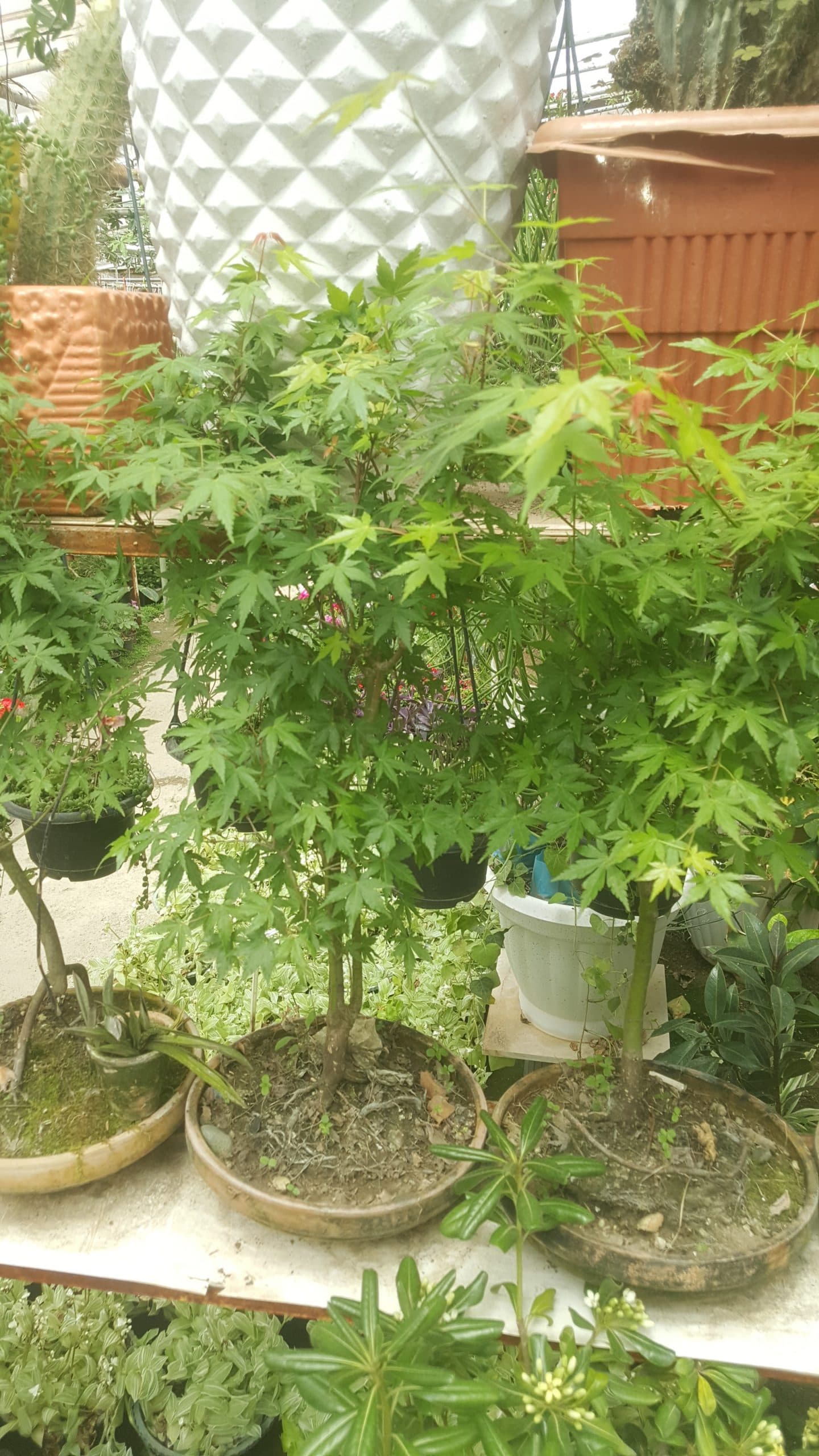 بنسای افرا ژاپنی سبز — تصویر ۳