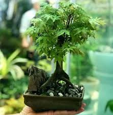 بنسای افرا ژاپنی سبز — تصویر ۲