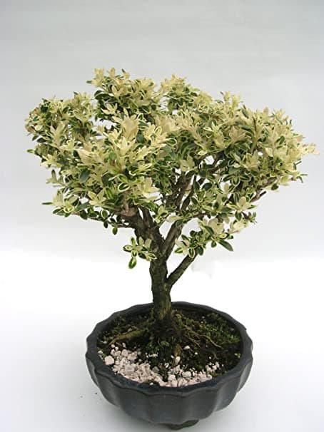 بنسای ژاپنیکا