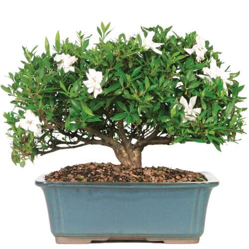 بنسای گاردنیا (گاردانیا)
