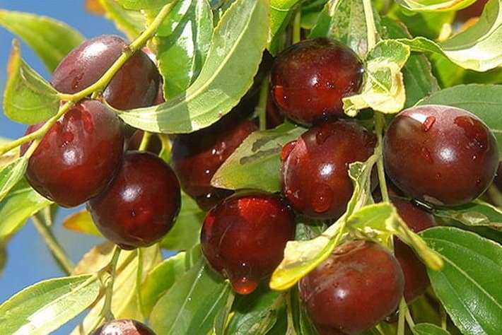 نهال گلدانی عناب