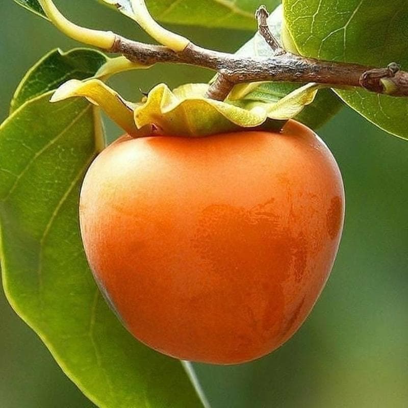 نهال گلدانی خرمالو ژاپنی (خرمالو سیبی)