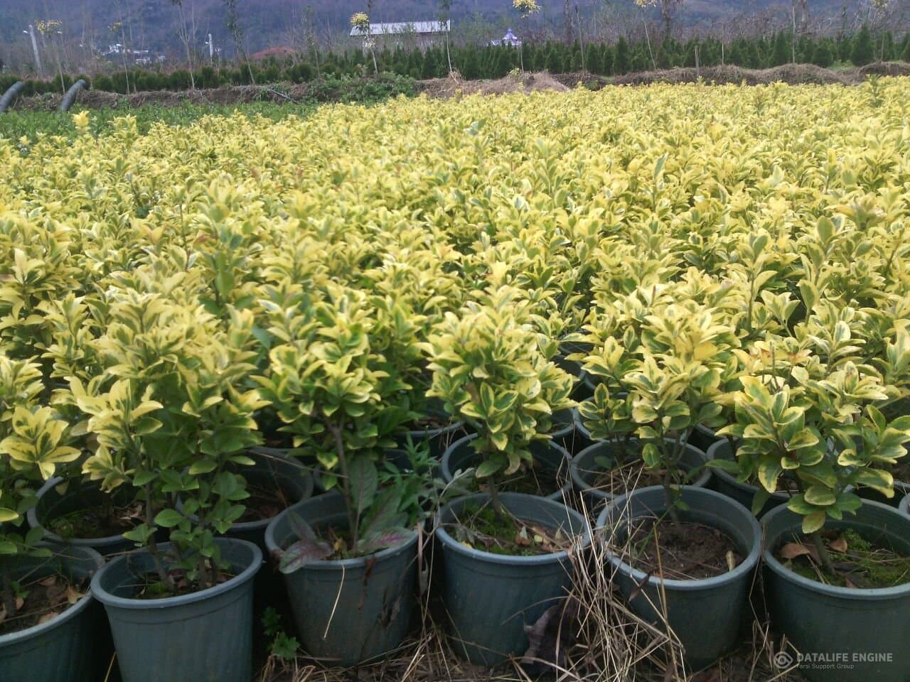 شمشاد برگ پرتقالی ابلق (طلایی) — تصویر ۳