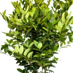درختچه یاس هلندی پیوندی