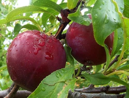 نهال گلدانی آلو خاکی ( آلو خونی )