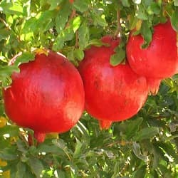 نهال گلدانی انار ساوه — تصویر ۴