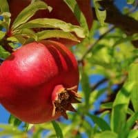 نهال گلدانی انار ساوه