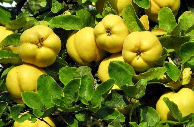 نهال گلدانی به