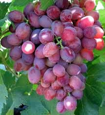 نهال گلدانی انگور صاحبی (صحابی) (دوساله)