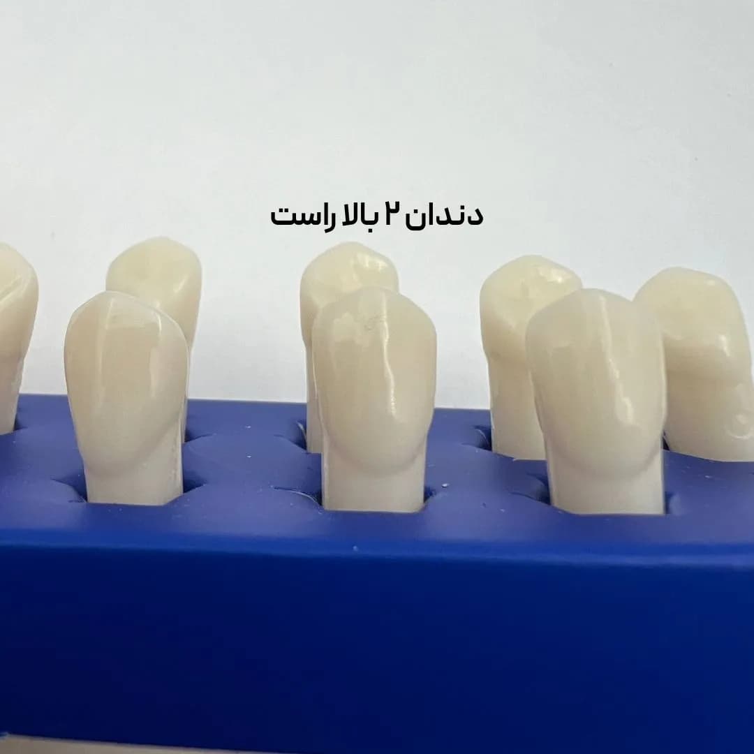 تک دندان تمرینی بزرگسال حاس — تصویر ۵