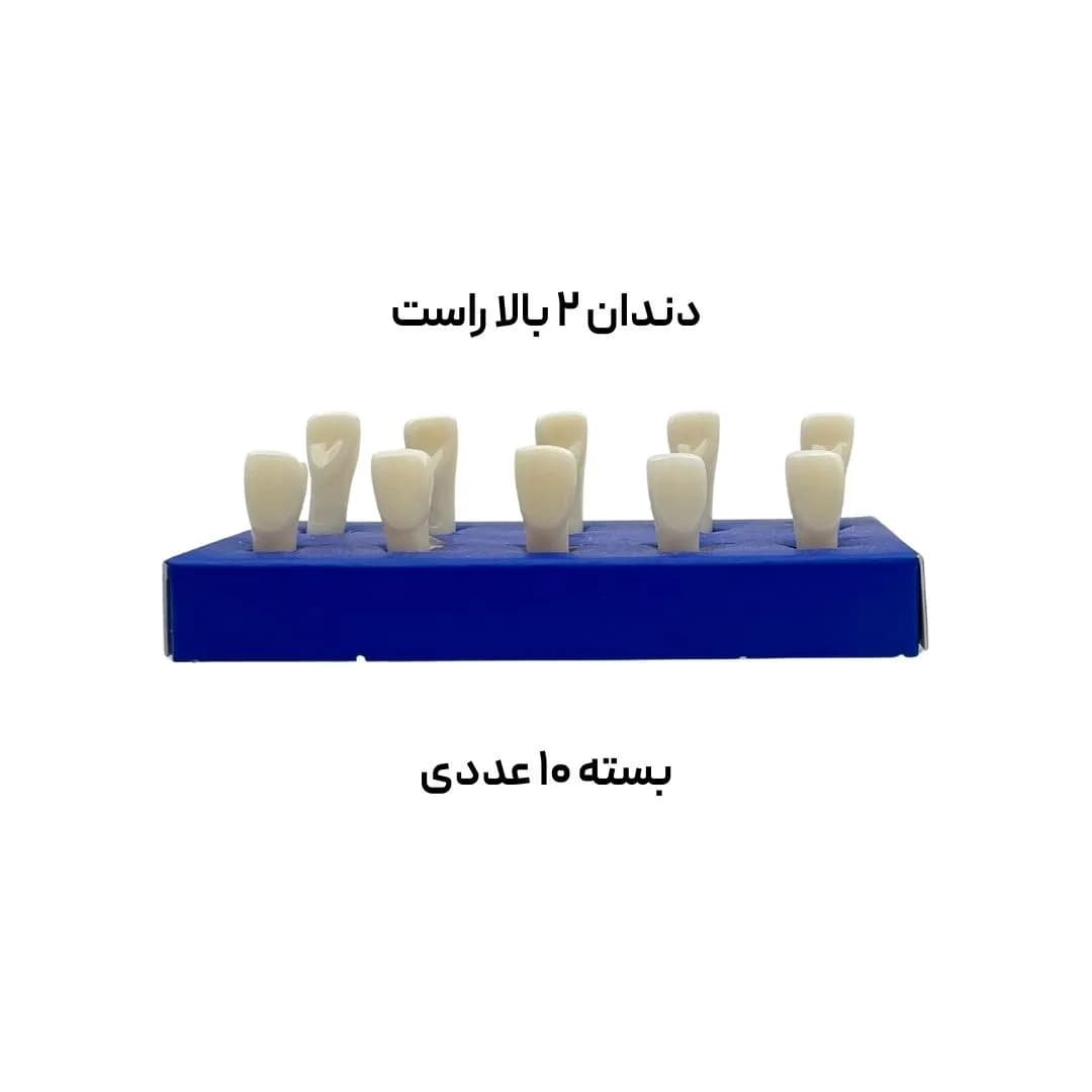 تک دندان تمرینی بزرگسال حاس — تصویر ۳