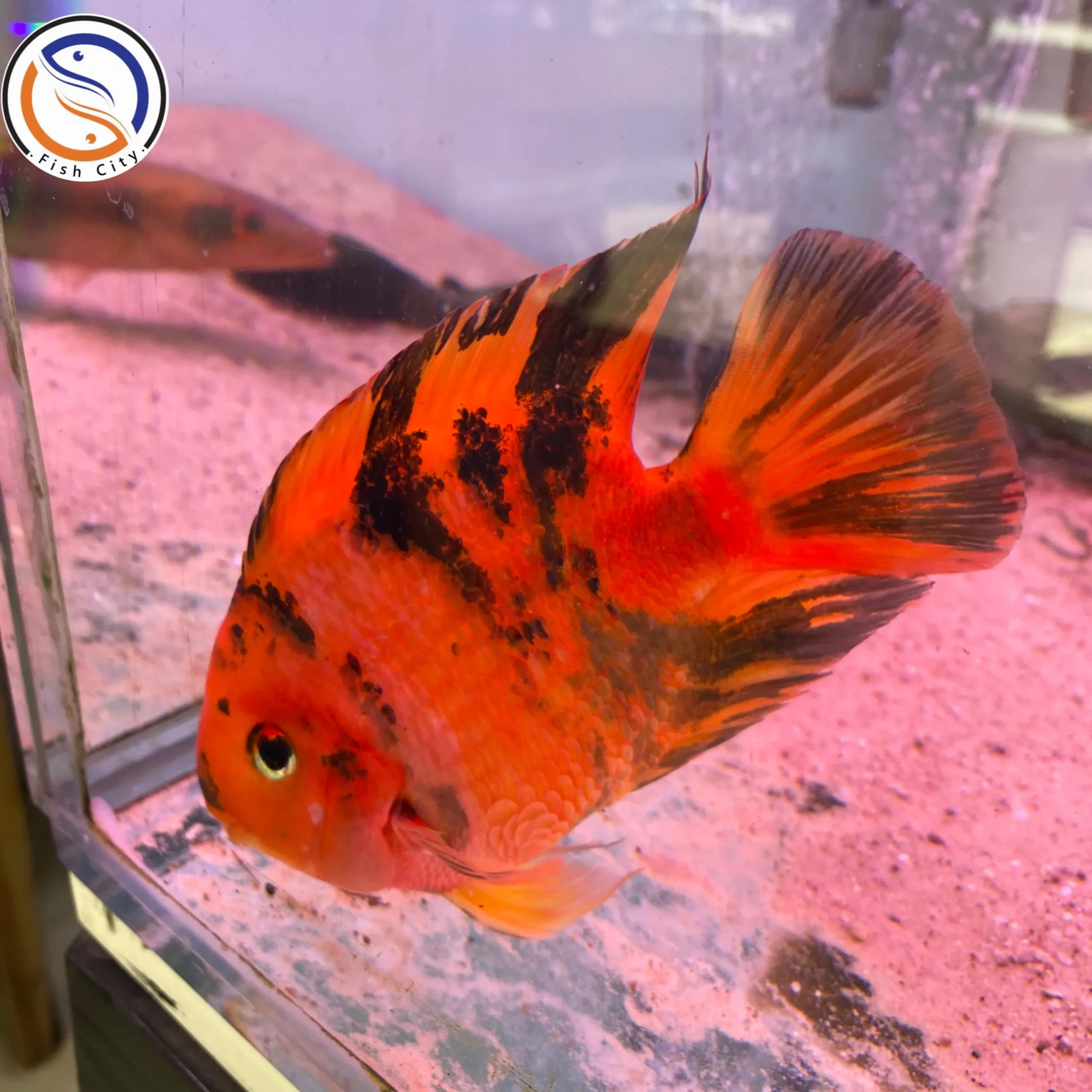 ماهی پرت رد تایگر سایز 5-6 اینچ — تصویر ۲