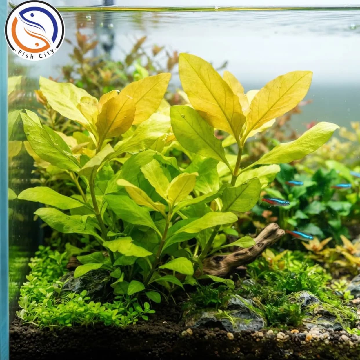 گیاه نومافیلا یلو
