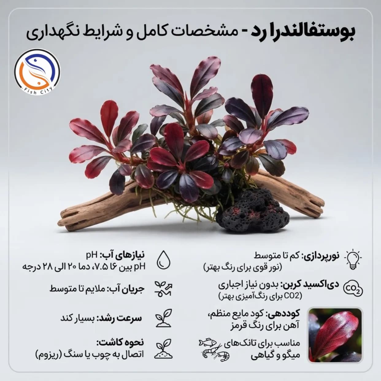گیاه بوستفالندرا رد