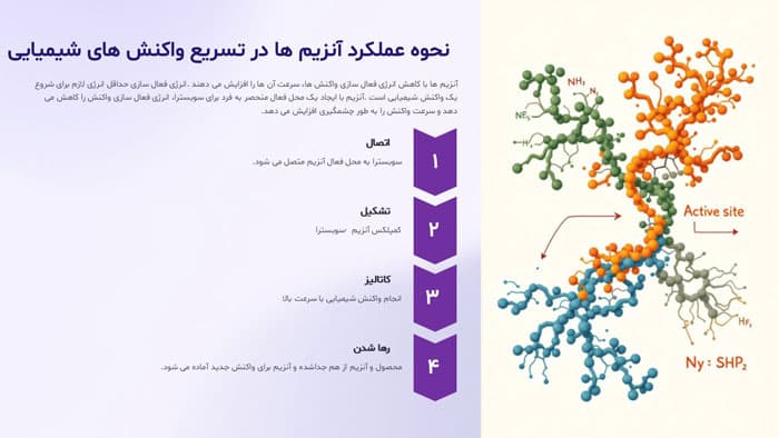 پاورپوینت ساختار آنزیم ها در زیست شناسی (27512) — تصویر ۳