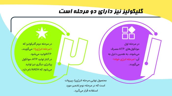 پاورپوینت تخمیر چیست؟ (27430) — تصویر ۲