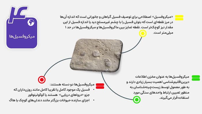 پاورپوینت فسیل چیست و چگونه تشکیل می شود؟ (27414) — تصویر ۵