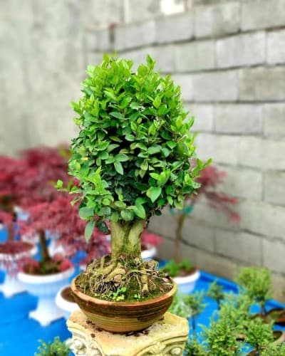 نحوه خرید بونسای: از مشاوره تا انتخاب