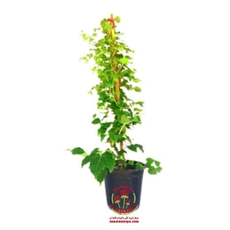 🌿 خرید گیاه موچسب (چسب دیواری) — تصویر ۲