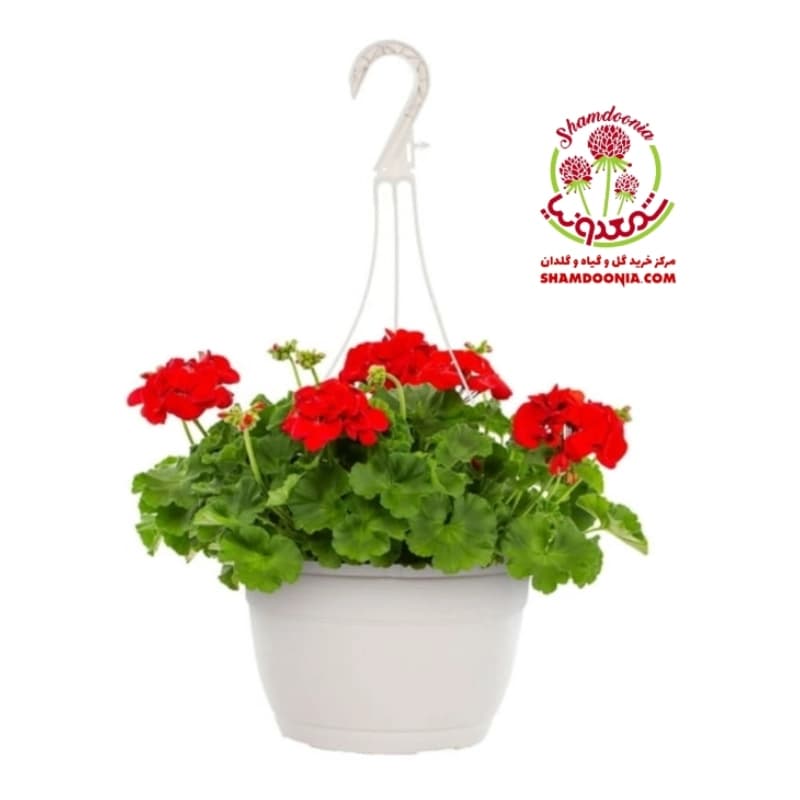شمعدانی آویز هلندی — تصویر ۲