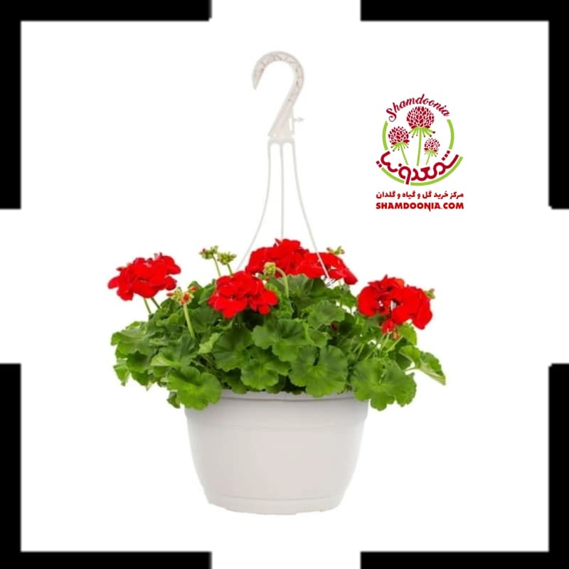 شمعدانی آویز هلندی