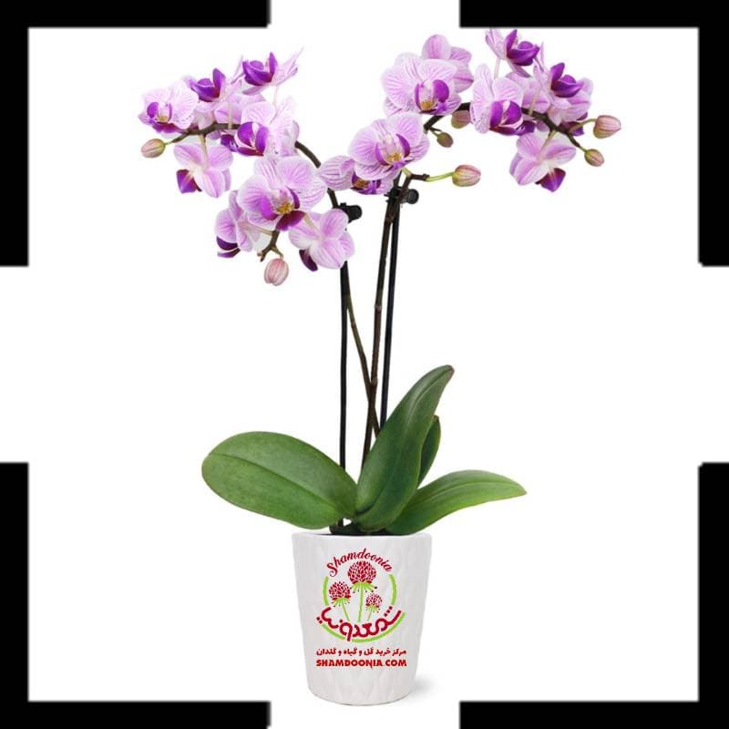 ارکیده دو رنگ لاکچری؛ انتخابی خاص برای هدیه و دکور شیک