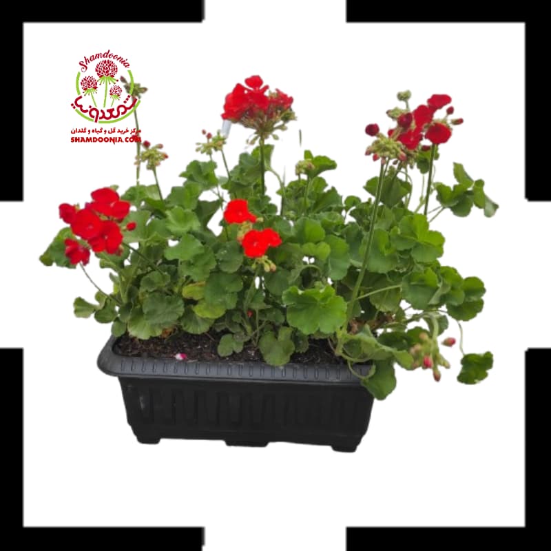 باکس گل شمعدانی (سه شمعدانی هلندی رنگبندی دلخواه)