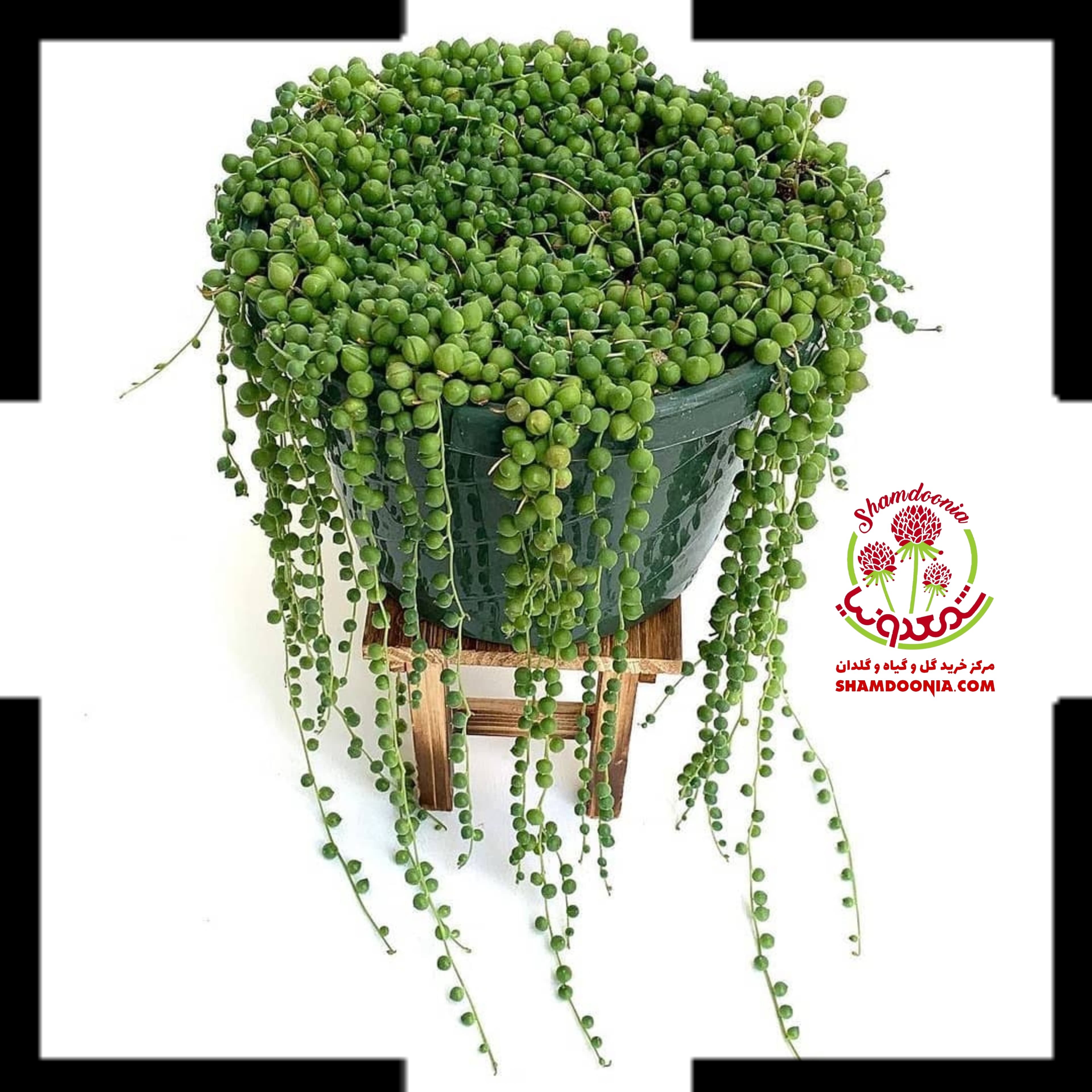 سنسیو گل غوره ای