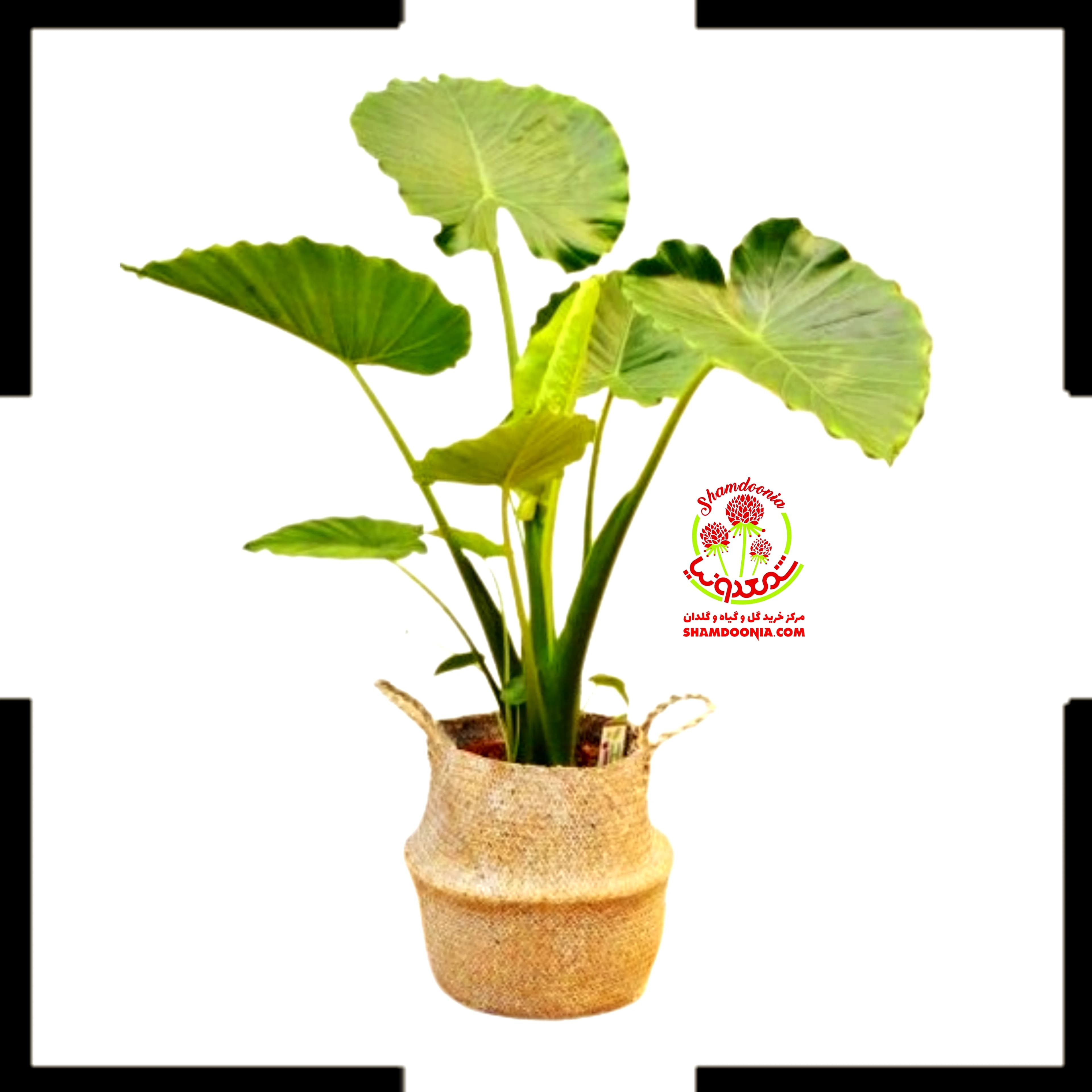 باباآدم آلوکازیا گرین