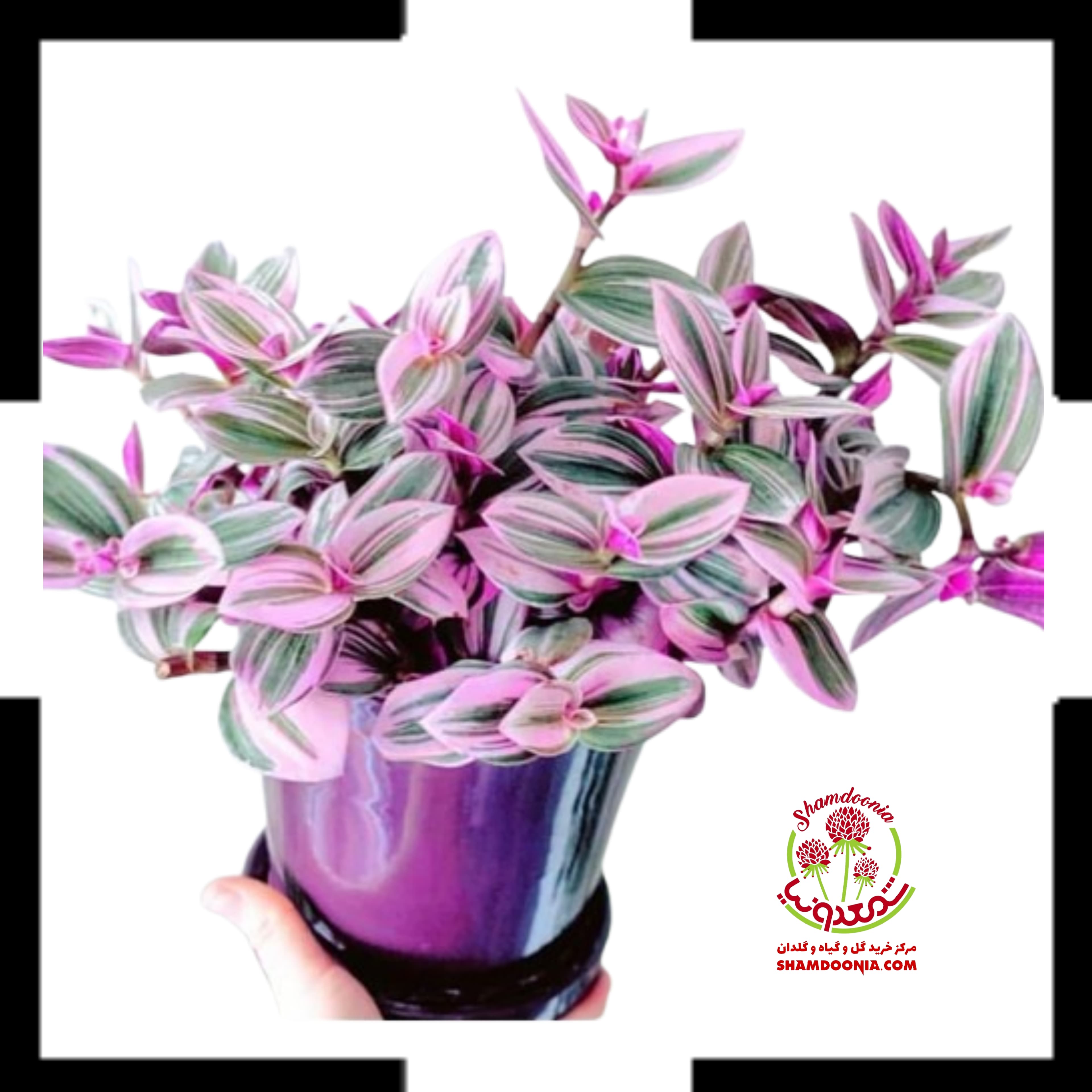 برگ بیدی نانوک هلندی